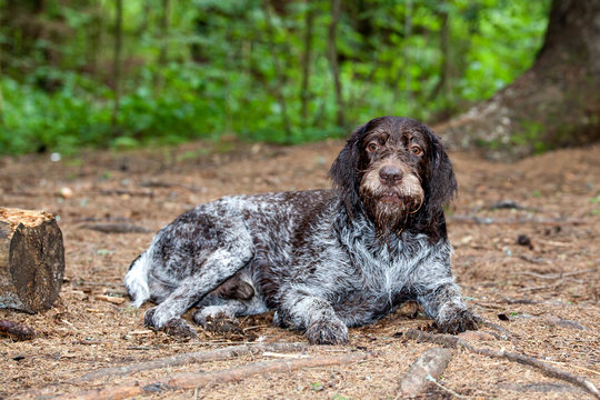 long haired german wirehaired pointers