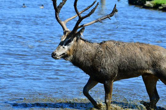 Père David’s deer wading through blue water