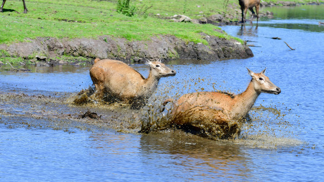 Two female Père David’s deer running through water