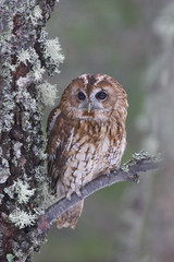 Tawny owl_0000001665
