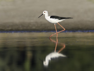 Black-winged Stilt with Reflection Portrait