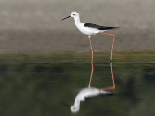 Obraz premium Black-winged Stilt with Reflection Portrait