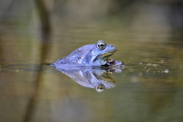 Moor frogs