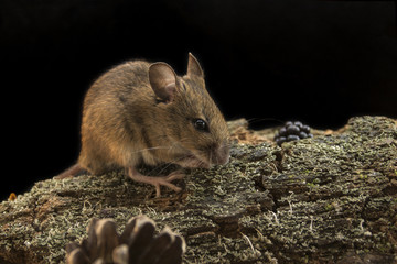 Woodmouse_0000008993716_18