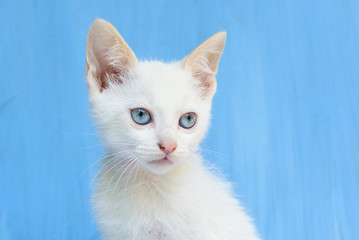 white kitten with blue eyes on a blue background
