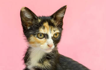 Obraz premium tricolor kitten on a pink background