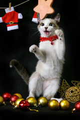 Fototapeta na wymiar happy white cat playing on a christmas scenario