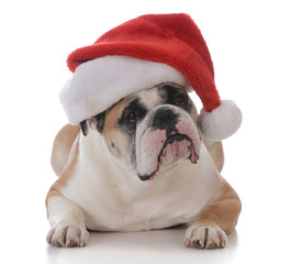 dog dressed up for christmas