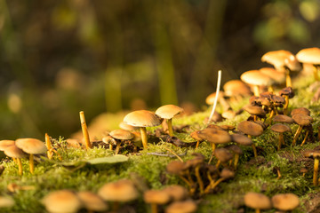 wild mushrooms and moss on a tree bark