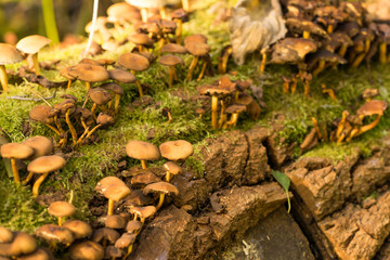 wild mushrooms and moss on a tree bark