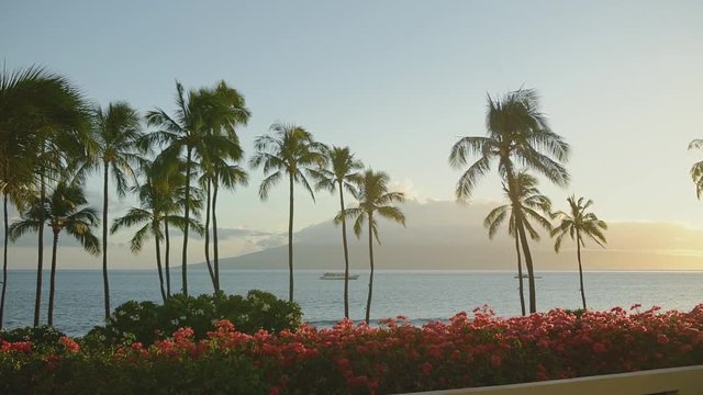palm trees and red floral bushes on the on the beach of ocean with ship on the background of mountains mauna loa in sunset,resort hyatt,maui,hawaii