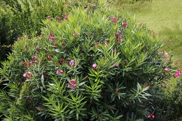 Fototapeta premium Großer Oleander Busch, Strauch mit pink farbenen Blüten