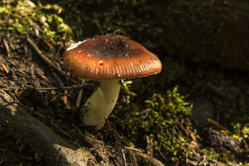 Mushroom