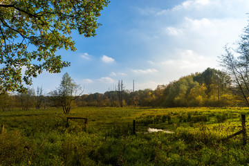 autumn forest and meadow on a sunny day