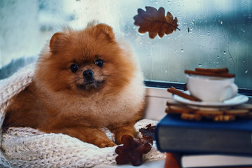 Pomeranian dog sits by the window and wrapped up in a blanket. Rain outside the window