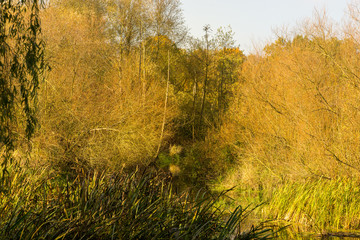 autumn forest and meadow on a sunny day
