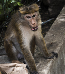 Toque macaque monkey, in Sri Lanka