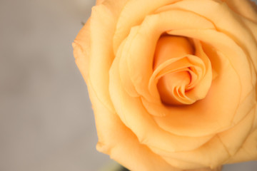 Rose. Beautiful yellow flower. Nature design. Macro.