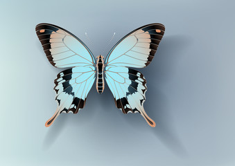 butterfly Papilio dardanus on light background casting off a shadow