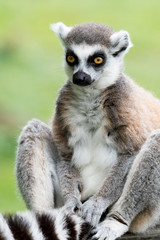 A Ring Tailed Lemur sitting down holding his tail