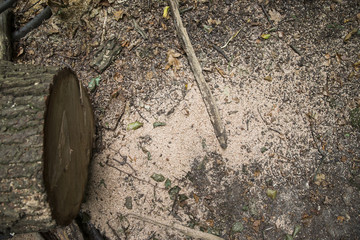 Erde, Laub und Äste auf einem Waldboden, Platz für Text/Typo