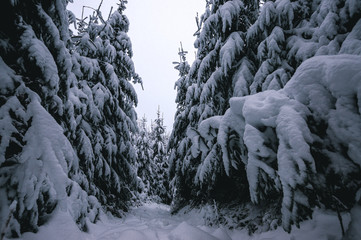 Winter im Allgäu; Schneebedeckter Wald