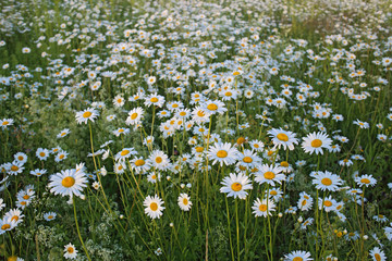 camomile flowers cover whole meadow