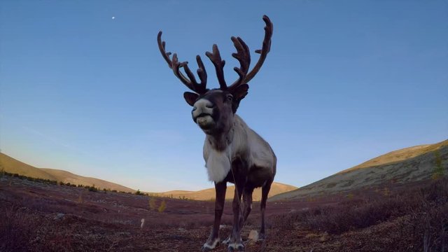 reindeer in a nature of Northern Mongolia