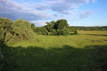 Fototapeta na wymiar Summer meadow in the evening