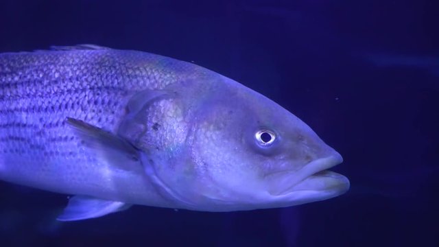 fish swimming in aquarium