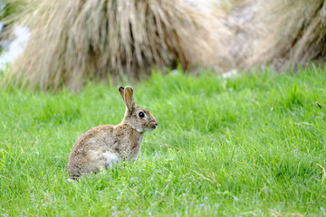 野ウサギ（ニュージーランド・テカポにて）