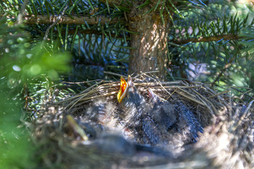 Baby birds in nest with mouths open. Turdus pilaris. The nest of the catbird in nature. A green filter.