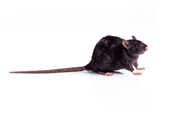 rat isolated on white background