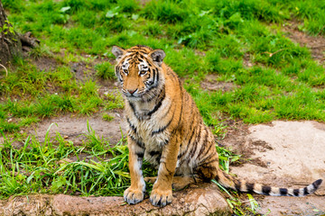 tiger walking in river water. Tiger wildlife scene
