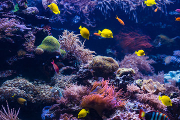 Naklejka na ściany i meble tropical Fish. Underwater world landscape