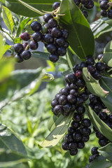 Prunus laurocerasus cherry laurel shrub, ripening fruits on branches