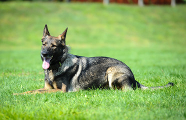 police dog in nature at action