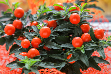 wonderful orange flower in pod