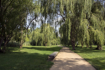Public park during summer, green nature, trees shadows, greenery, wooden bench