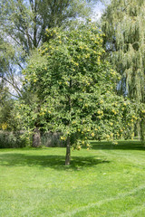 Castanea sativa tree during early autumn in the park, branches full of sweet chestnuts in spiny cupules and leaves