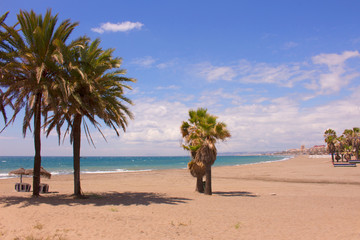 Palm trees. Beautiful tropical plants in the beach. Mediterranean sea, Costa del Sol, Andalusia, Spain.