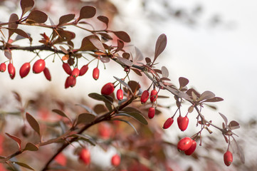 Berberis thunbergii branch with red tiny oval fruits and leaves