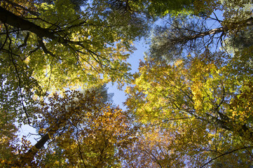 Beech and pine deciduous forest during autumn sunny day, leaves vibrant colors on branches, tree crowns against blue sky