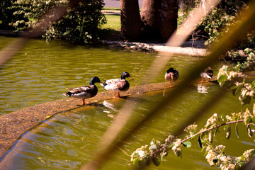 Pond. Ducks and gooses in the water. Tropical park. Costa del Sol, Andalusia, Spain.