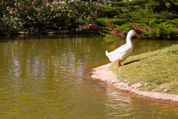 Pond. Ducks and gooses in the water. Tropical park. Costa del Sol, Andalusia, Spain.