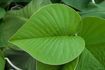 Beautiful Big green leaf, in closeup shot.