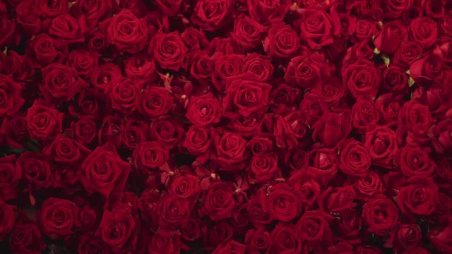 Beautiful natural red roses background 