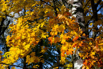 Beautiful Colorful Autumn Leaves - yellow, orange, red