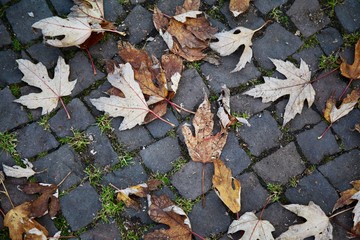 Herbstlaub auf dem Pflaster