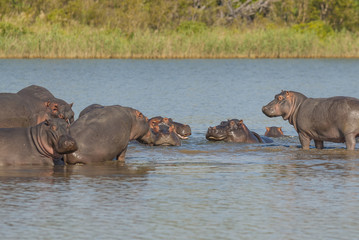 HIPPOPOTAMUS AMPHIBIUS, South Africa